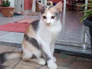 Gato raça Vira lata idade 2 a 6 meses nome Mel