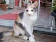 Mel