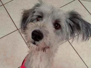 Cachorro raça Mix poodle idade 1 ano nome Mel