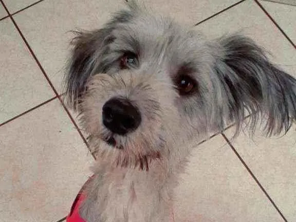 Cachorro raça Mix poodle idade 1 ano nome Mel