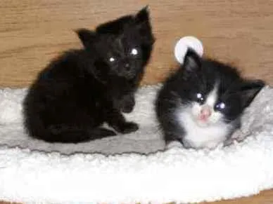 Gato ra a Vira-latas idade Abaixo de 2 meses nome Sem nomes