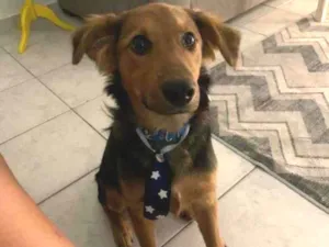 Cachorro raça SRD-ViraLata idade 2 a 6 meses nome Tobias