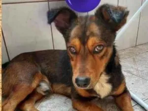 Cachorro raça SRD-ViraLata idade 1 ano nome Tiquin