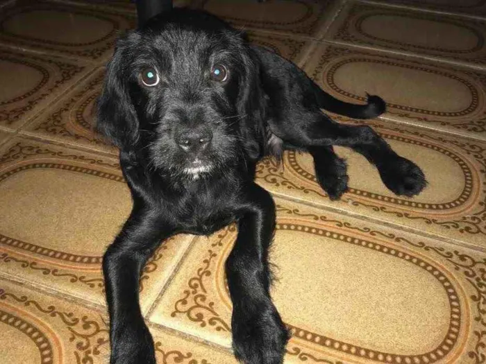 Cachorro ra a SDR idade 2 a 6 meses nome Chico 