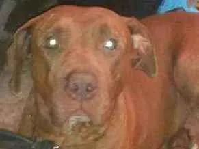 Cachorro raça Pitbull idade 7 a 11 meses nome Penélope 