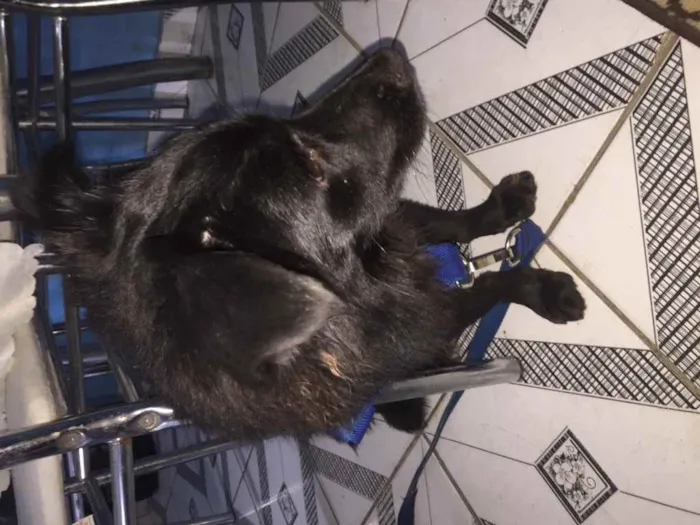 Cachorro ra a Raciado idade 7 a 11 meses nome Rallff