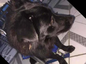 Cachorro raça Raciado idade 7 a 11 meses nome Rallff