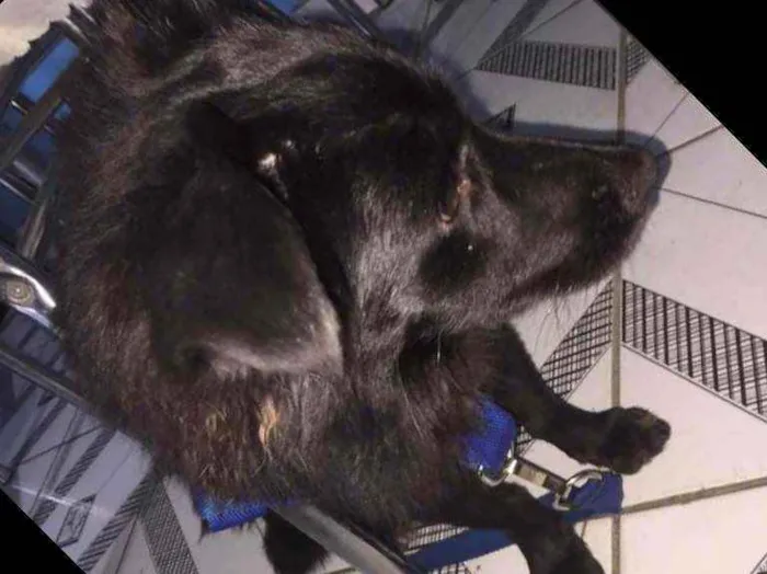 Cachorro ra a Raciado idade 7 a 11 meses nome Rallff