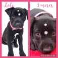Cachorro raça Srd idade 2 a 6 meses nome Lola