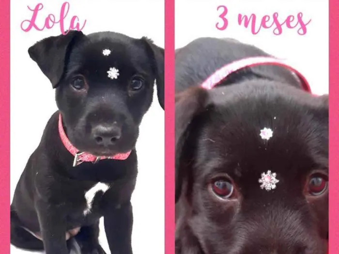 Cachorro raça Srd idade 2 a 6 meses nome Lola