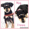 Cachorro raça Srd idade 2 a 6 meses nome Meg