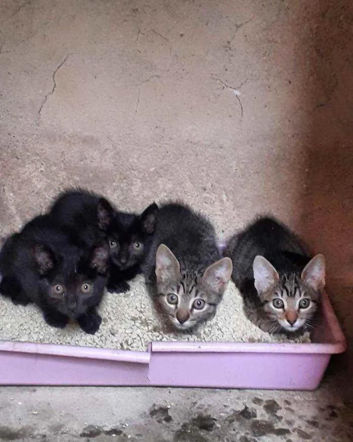 Gato ra a Nao especificada idade 2 a 6 meses nome Sem nome