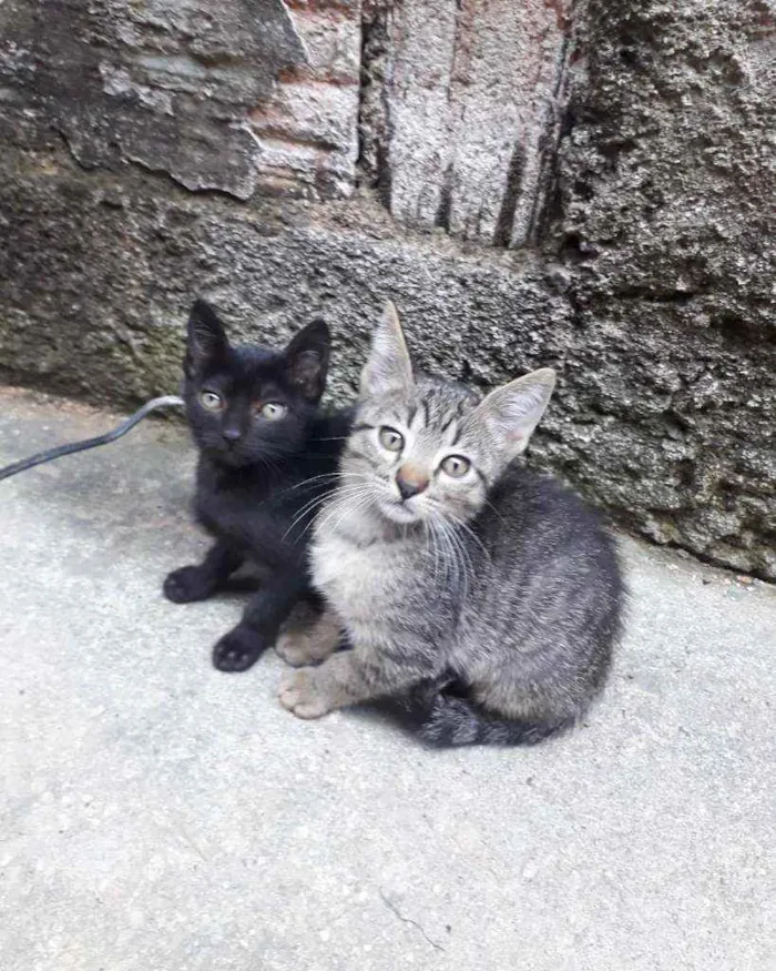 Gato ra a Nao especificada idade 2 a 6 meses nome Sem nome