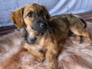 Cachorro raça Sem Raça Definida idade 2 a 6 meses nome Sem nome