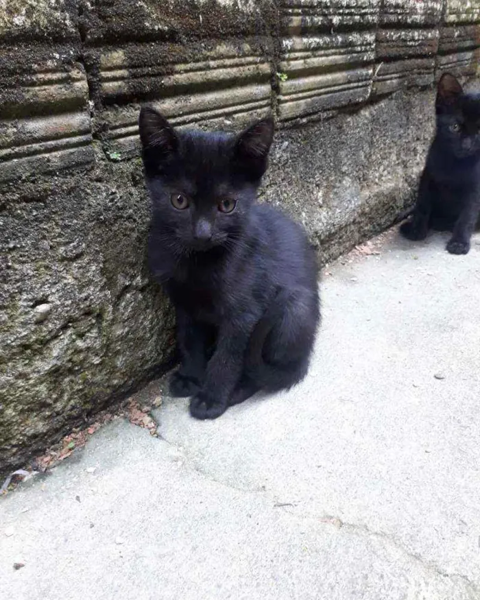 Gato ra a Nao especificada idade 2 a 6 meses nome Sem nome