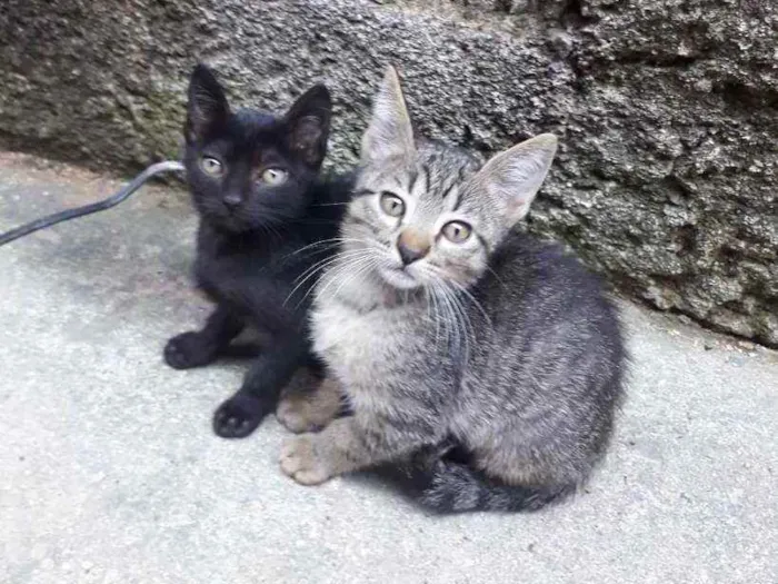 Gato ra a Nao especificada idade 2 a 6 meses nome Sem nome