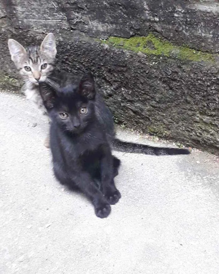 Gato ra a Nao especificada idade 2 a 6 meses nome Sem nome