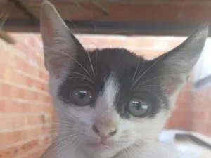 Gato raça Nao tem idade 2 a 6 meses nome Luna