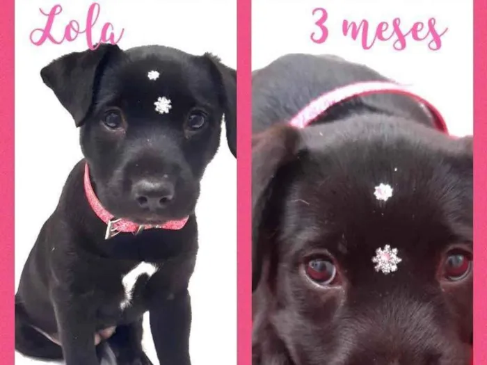 Cachorro raça Srd idade 2 a 6 meses nome Lola