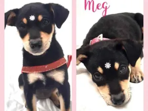 Cachorro raça Srd idade 2 a 6 meses nome Meg