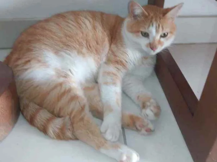 Gato raça  idade 6 ou mais anos nome Garfield