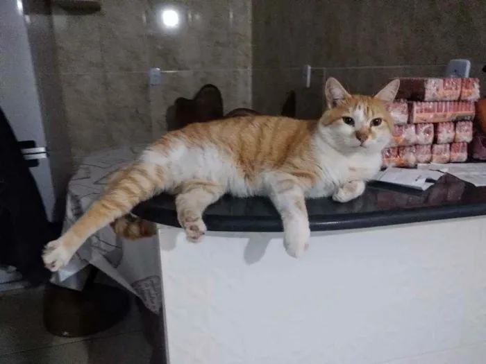 Gato raça  idade 6 ou mais anos nome Garfield