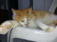 Garfield