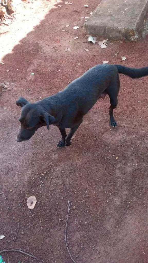 Cachorro raça Raça nao definida idade Abaixo de 2 meses nome Nao tem nome