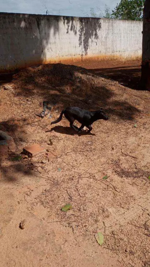 Cachorro raça Raça nao definida idade Abaixo de 2 meses nome Nao tem nome