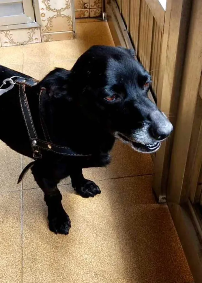 Cachorro raça Srd idade 3 anos nome Neguinho lindo 