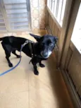 Neguinho lindo 