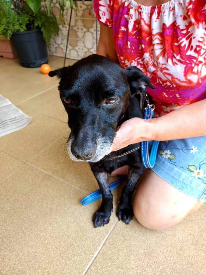 Cachorro raça Srd idade 3 anos nome Neguinho lindo 