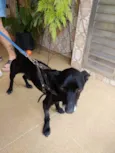 Neguinho lindo 