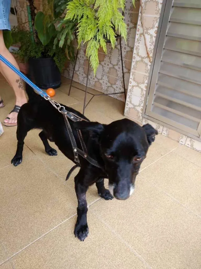 Cachorro raça Srd idade 3 anos nome Neguinho lindo 