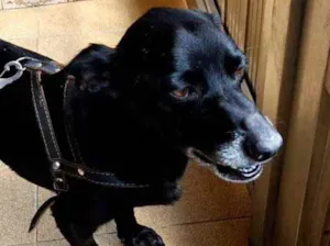 Cachorro raça Srd idade 3 anos nome Neguinho lindo 