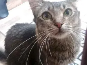 Gato raça Srd idade 1 ano nome Miumiu lindíssima 