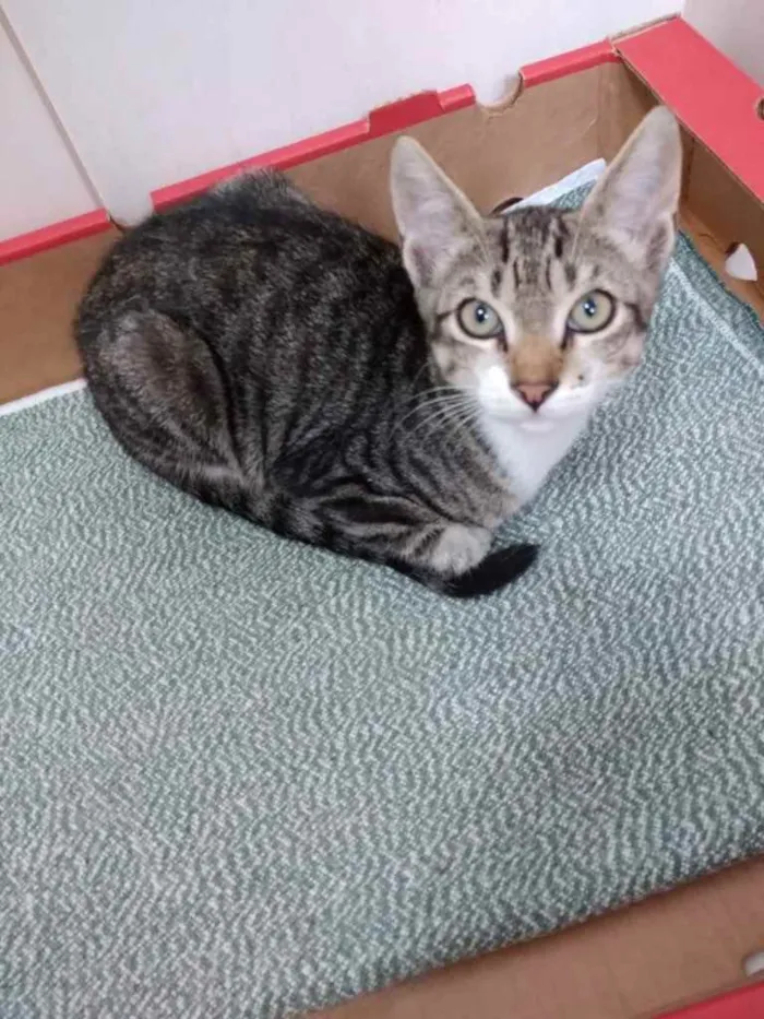 Gato raça Srd idade 2 a 6 meses nome Tigrinho lindo 