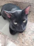 Gato raça Srd idade 7 a 11 meses nome Amanda linda gatinha