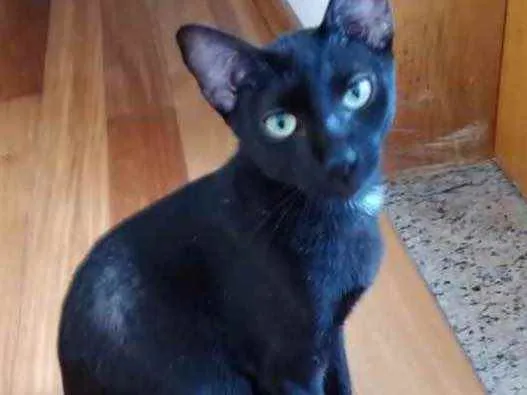 Gato raça Srd idade 7 a 11 meses nome Amanda linda gatinha