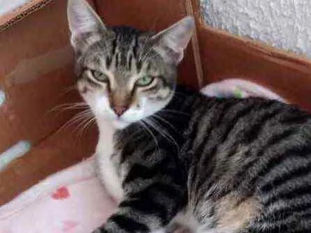 Gato raça Srd idade 2 a 6 meses nome Tigrinho lindo 