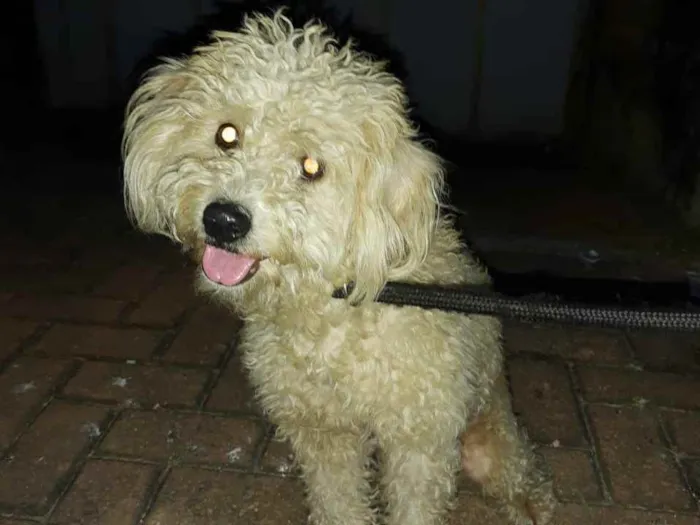 Cachorro ra a Poodle idade 1 ano nome Bob