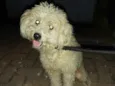 Bob