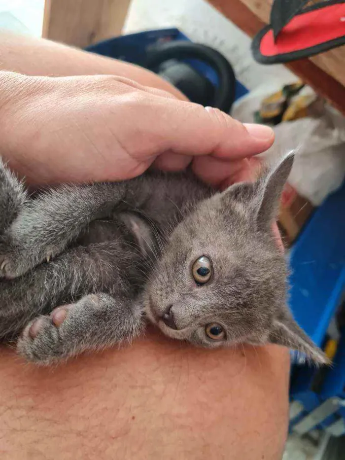 Gato ra a  idade 2 a 6 meses nome Sem nome