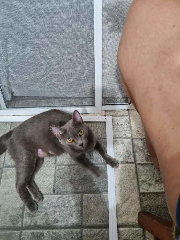 Gato ra a  idade 2 a 6 meses nome Sem nome