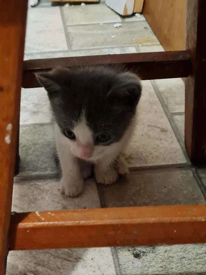 Gato ra a  idade 2 a 6 meses nome Sem nome