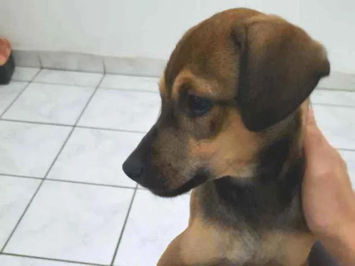 Cachorro ra a Viralata idade 2 a 6 meses nome Smith