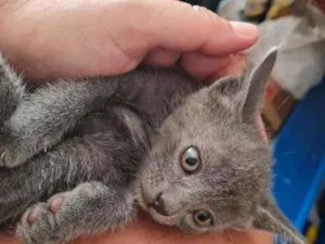 Gato raça  idade 2 a 6 meses nome Sem nome