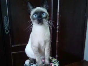 Gato raça - idade 2 a 6 meses nome Hunter