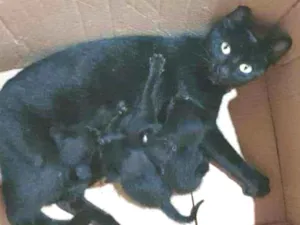 Gato raça  idade Abaixo de 2 meses nome Filhotes da nina 