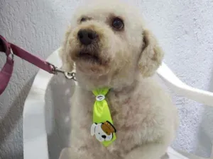 Cachorro raça Podle  idade 6 ou mais anos nome Bartolomeu 